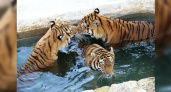 В передаче «Сам себе режиссер» покажут, как тигры из геленджикского «Сафари-Парка» убегали от своей еды