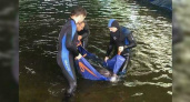 В Краснодарском крае владельцев погибшего дельфина привлекли к ответственности