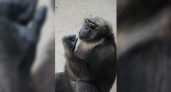 В «Сафари-парке» подружились шимпанзе Джон и коза Варя