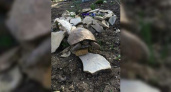 В Новороссийске в частный огород заползла большая сухопутная черепаха