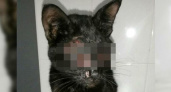В Новороссийске живодеры нарочно ослепили бездомного кота: животному нужна помощь