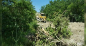 Жители Мысхако встали на защиту можжевелового леса: растения нещадно давят бульдозеры