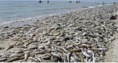 Море рыбы: в сети появилось видео, как в Азовском море на берег массово выбросилась рыба