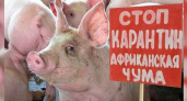 Ученые зафиксировали на Кубани вспышку африканской чумы у свиней