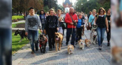 В Краснодаре впервые прошел парад домашних животных: фото необычного шествия
