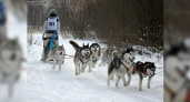 Клуб собаководства из Новороссийска организует гонки на собачьих упряжках в Лагонаки