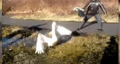 В Интернете набирает популярность видеоролик о спасении лебедя на футбольном поле Анапы