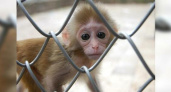 На обезьянках из Сочи будут испытывать полет на Марс