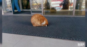 В Новороссийске кот каждый день «молится» у входа в супермаркет: прохожие умиляются необычному поведению животного