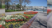 В Новороссийске потратят 800 000 рублей на цветы в городе