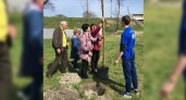 В Восточном районе Новороссийска высадили 11 саженцев гледичии