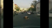 Очевидцы сняли на видео, как в Новороссийске мужчина упал на колени и стал молиться прямо на проезжей части