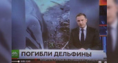 На НТВ вышла программа «ЧП» о массовой гибели дельфинов в Новороссийске