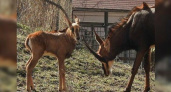 В сафари-парк Геленджика привезли двух редчайших краснокнижных антилоп