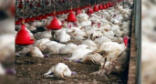 На Кубани выявили вирус птичьего гриппа: Россельхознадзор запретил вывоз птицы из края