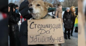 Природоохранная прокуратура запретила властям Новороссийска усыплять и утилизировать бездомных собак