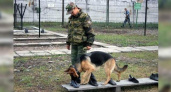 Кинолог новороссийской таможни присвоила себе более 2 миллионов рублей, которые предназначались на лечение собак