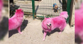 Розовых собак, найденных в лесах Геленджика, забрали в питомник Минобороны