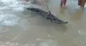 В Анапе горожанин выгуливал крокодила в Черном море