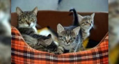 Жительница Новороссийска организовала в квартире кошачий приют