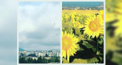 Новороссийск в Instagram: сотня ласточек в лето в подсолнухах