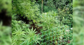 В Новороссийске мужчина вырастил у себя под окнами 100 кустов конопли