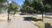 В одной из аллей Новороссийска валяются мертвые голуби