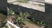 Жители Новороссийска заметили в ливневках пышную растительность