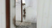 В Геленджике живодер убил бездомных щенков и повесил их трупы на забор