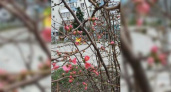 В Новороссийске в середине зимы расцветают деревья: жители города выкладывают фотографии в Сеть