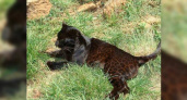 В станице Раевской под Новороссийском в поле гулял леопард: местные жители сняли на видео дикого хищника