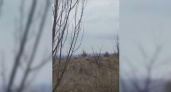 «Следов леопарда не нашли»: охотники Новороссийска сомневаются в том, что в поле под станицей Раевской разгуливал хищник
