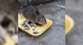 Новороссийцы сняли на видео «наглую» крысу, поедающую рыбу в жилом микрорайоне