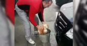 На Кубани мужчина «отполировал» машину котом и снял это на видео