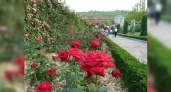 В Новороссийске потратят почти полмиллиона на саженцы роз