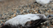 Жители Новороссийска обеспокоены массовой гибелью уток: очевидцы сняли на видео десятки мертвых птиц на пляже в Мысхако