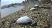 В Новороссийске с пляжа в Мысхако вывезли всех мертвых птиц: в ветуправлении не успели их исследовать на инфекции
