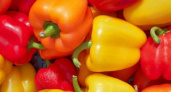 Зараженный перец не попадет на прилавки
