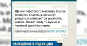«За час мне позвонили 300 раз»: рассылка сообщения о бесплатной раздаче породистых щенков в Новороссийске — фейк