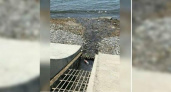 Жители Новороссийска сфотографировали, как зловонный ручей отравляет море: сток обнаружен в районе пляжа Мысхако