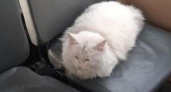 Водитель из Новороссийска рассказал историю пушистого пассажира