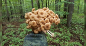 В лесах под Новороссийском небывалый урожай опят: грибники выкладывают фото и видео своих «уловов»