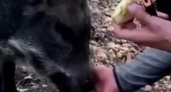 «Такой дружелюбный кабанчик!»: туристы в лесу под Новороссийском накормили дикого кабана яблоками