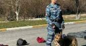 Кинологи Новороссийска провели интересные встречи со школьниками в преддверии Дня Победы