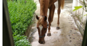В центре Новороссийска во дворе многоквартирного дома живет лошадь