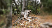 Жительница Новороссийска сфотографировала дерево в Пионерской роще, которое похоже на Царевну-лягушку