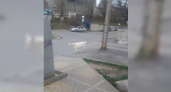 Горожане сняли на видео гуляющих по улицам Новороссийска коз