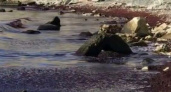 Красные водоросли, которые были обнаружены в Новороссийске, возможно, стали причиной экологической катастрофы на Камчатке
