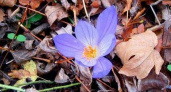 «Осеннее чудо». В преддверии зимы в горах Новороссийска зацвели крокусы