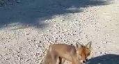 Новороссиец снял на видео, как дикая лиса ест с рук: животное вышло к город в поисках пищи